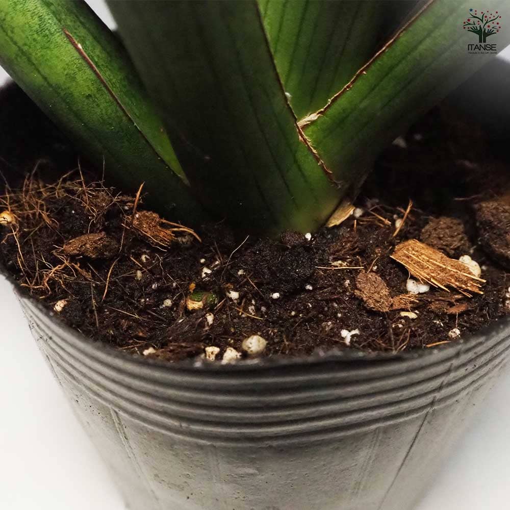 サンスベリア ボブ 【観葉植物 5号ポット／1個売り】