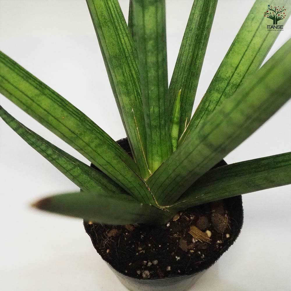 サンスベリア ボブ 【観葉植物 5号ポット／1個売り】