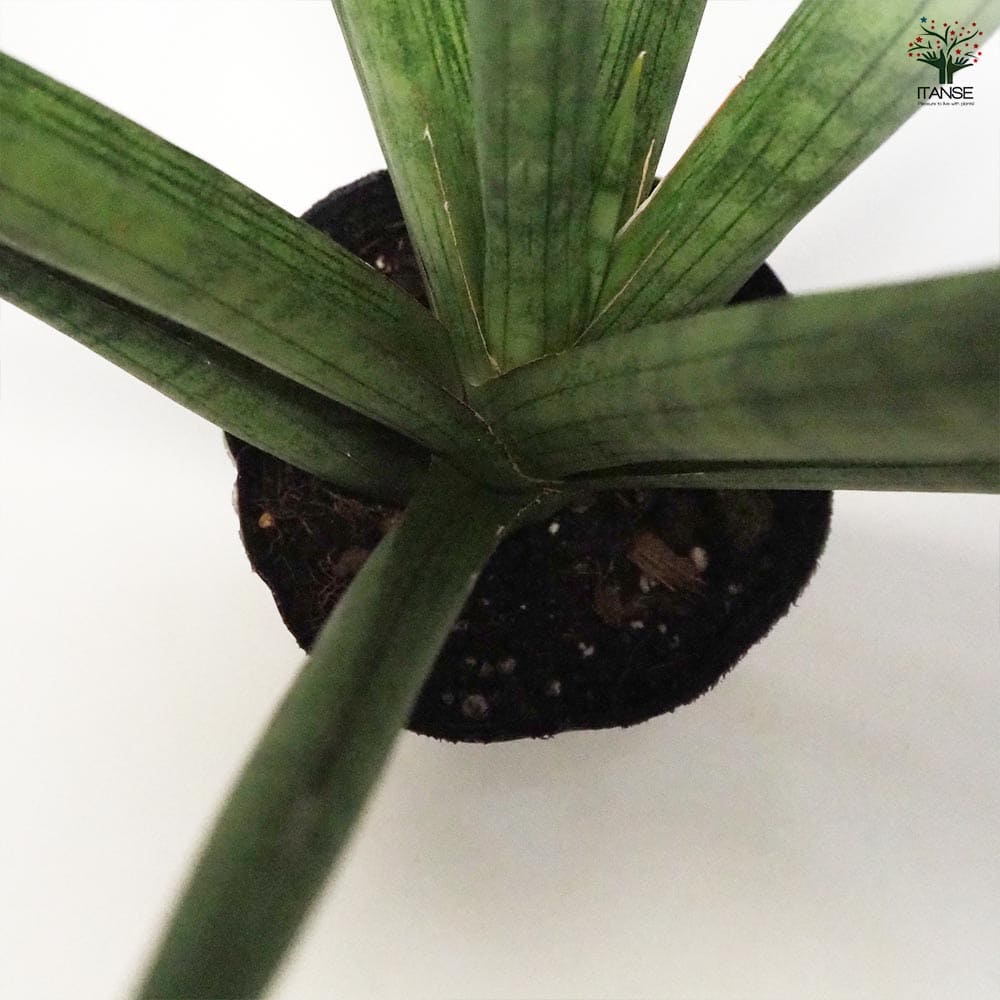 サンスベリア ボブ 【観葉植物 5号ポット／1個売り】