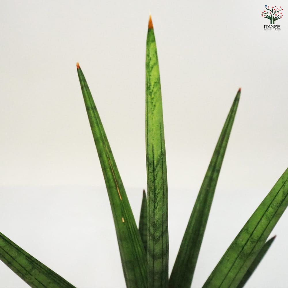 サンスベリア ボブ 【観葉植物 5号ポット／1個売り】