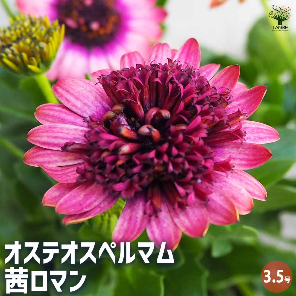 オステオスペルマム 茜ロマン 【花苗 3.5号】｜ 【植物のITANSE