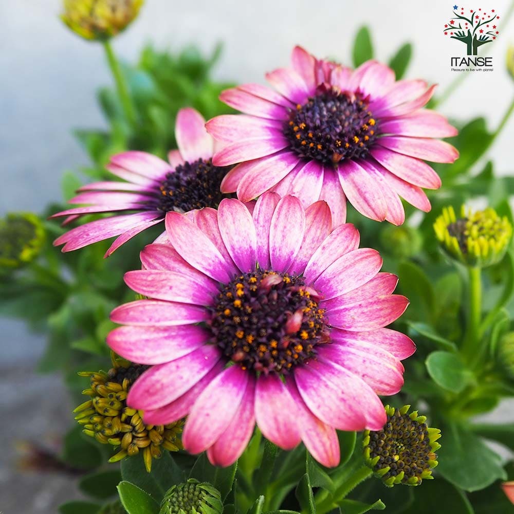 オステオスペルマム 茜ロマン 【花苗 3.5号】｜ 【植物のITANSE