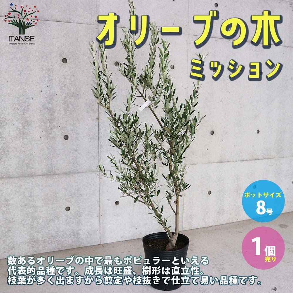 オリーブの苗木 シプレッシーノ 果樹の苗木 挿し木苗 9号ポット大苗 1個売り 果樹 果物 栽培 趣味 園芸 ガーデニング 送料無料 オリーブの苗木 シプレッシーノ 果樹の苗木 挿し木苗 9号ポット大苗 1個売り 果樹 果物 栽培 趣味 園芸 ガーデニング 送料無料