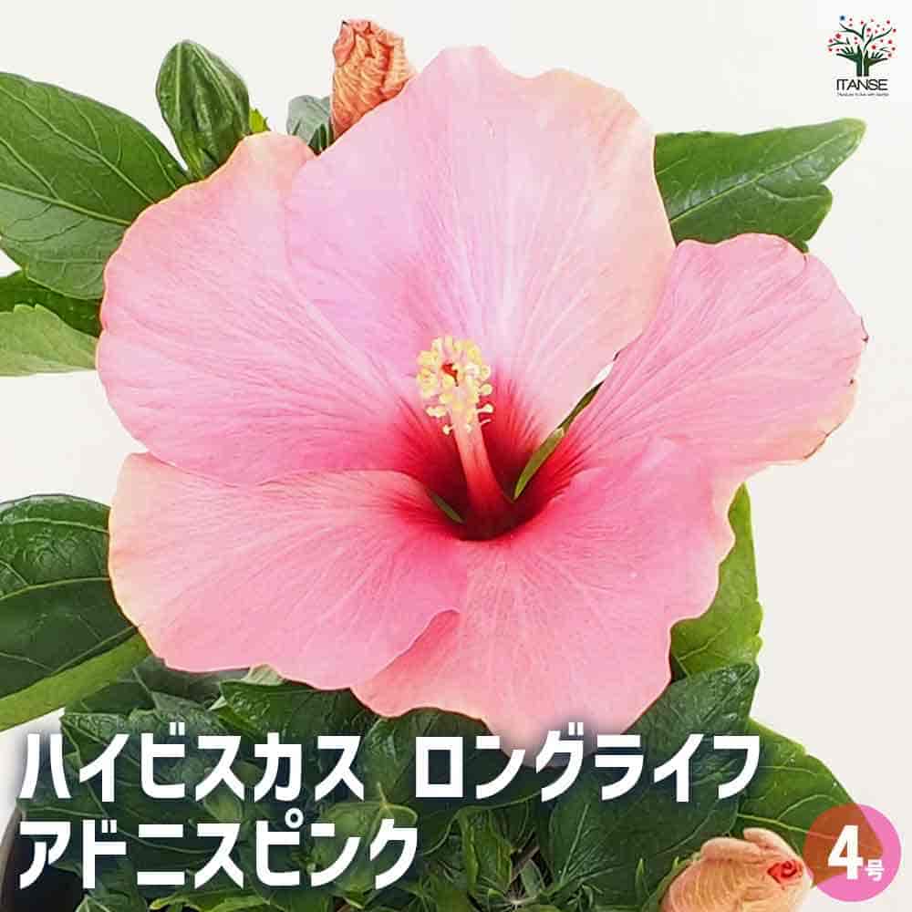 ハイビスカス ロングライフ アドニスピンク 【花木苗 4号
