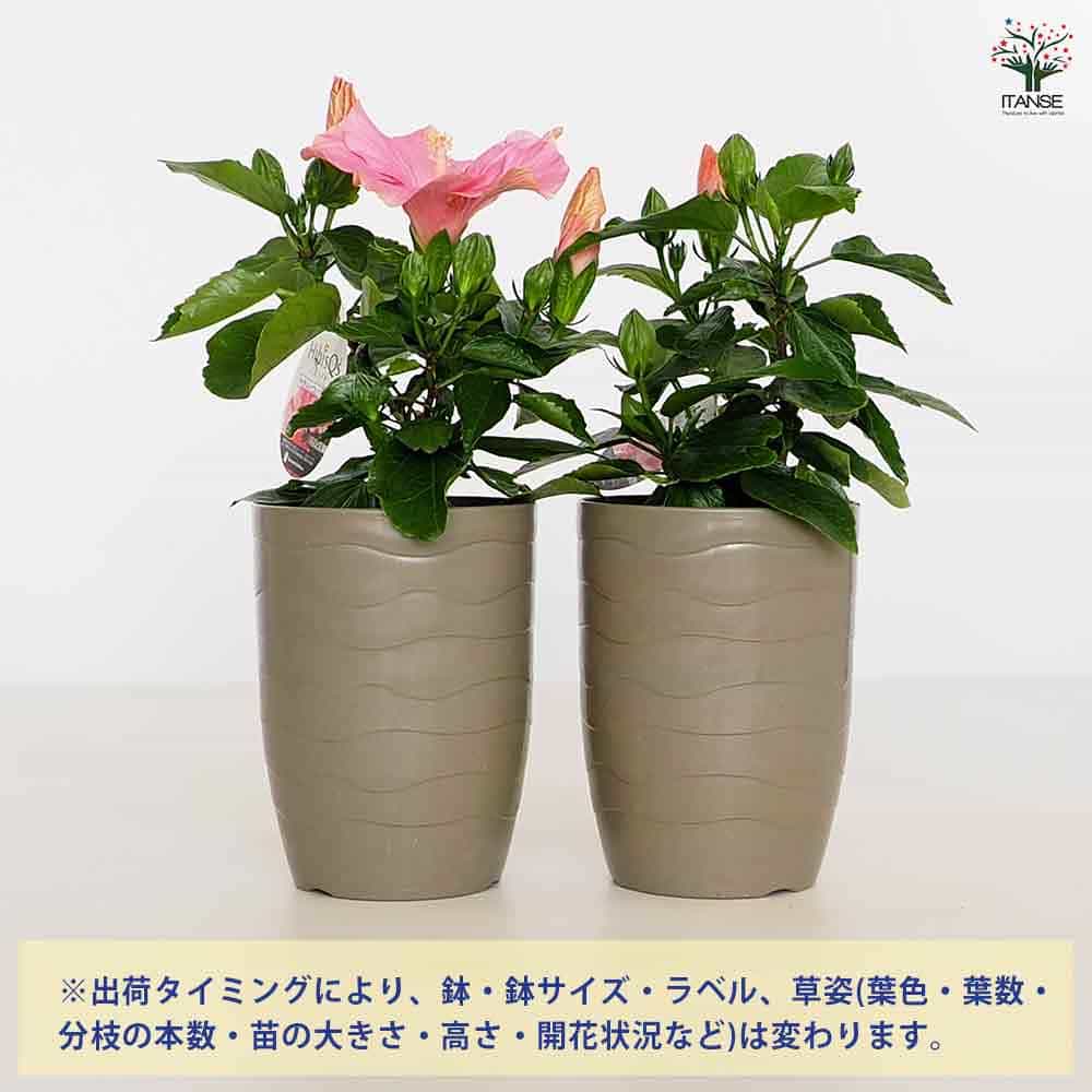 ハイビスカス　苗　大輪　花木　1苗　限定品　観葉植物 ☆送料無料☆大型ハイビスカス苗木陶器鉢植え 一輪挿し・花瓶