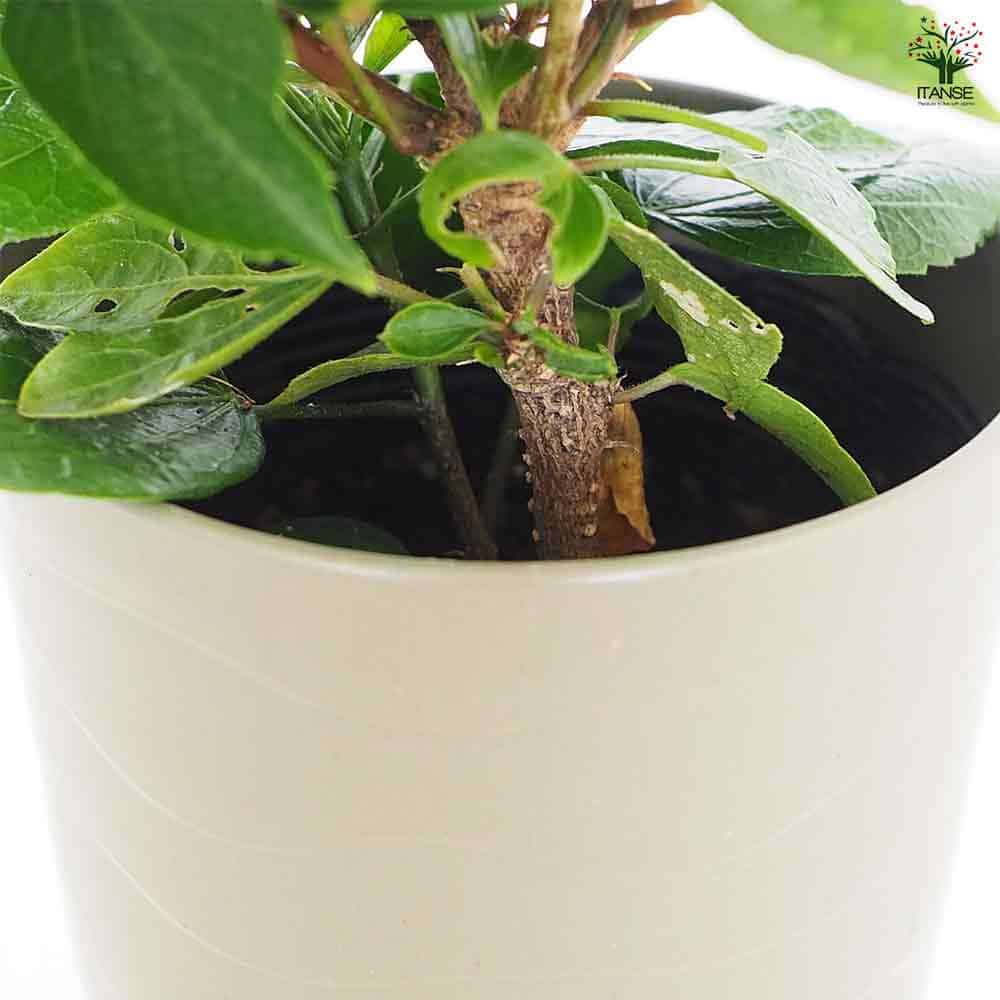 ハイビスカス ロングライフ アドニスピンク 【花木苗 4号