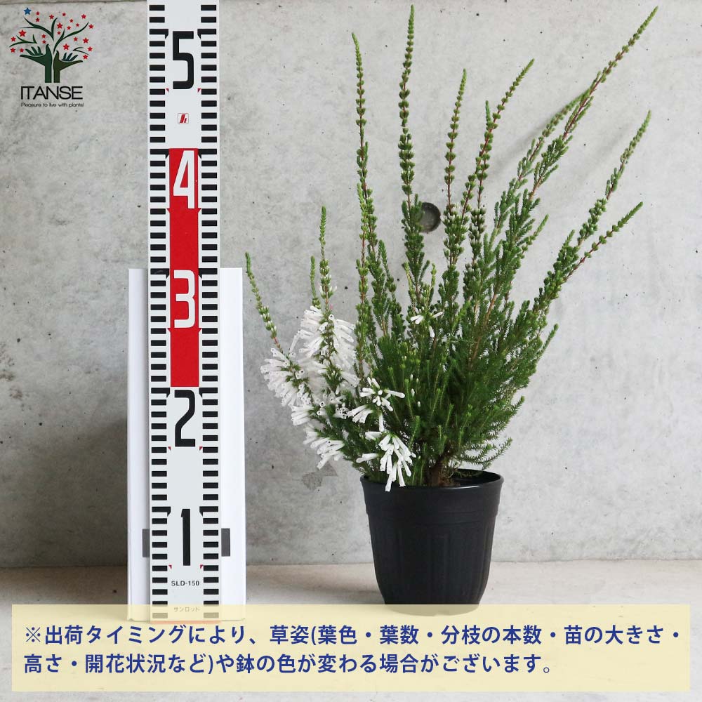 Itanse良品ｾﾚｸﾄ通販