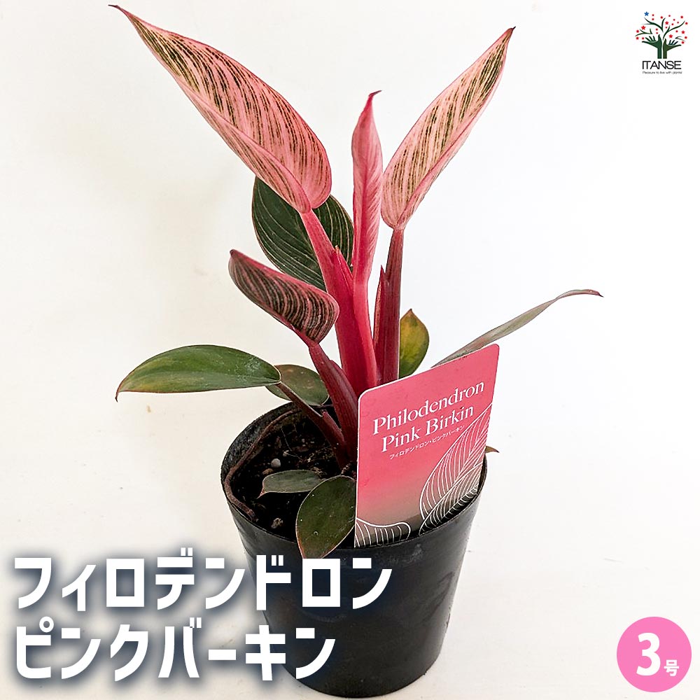 フィロデンドロン　ピンクバーキン フィロデンドロン ピンクバーキン 【観葉植物 3号】｜ 【植物の