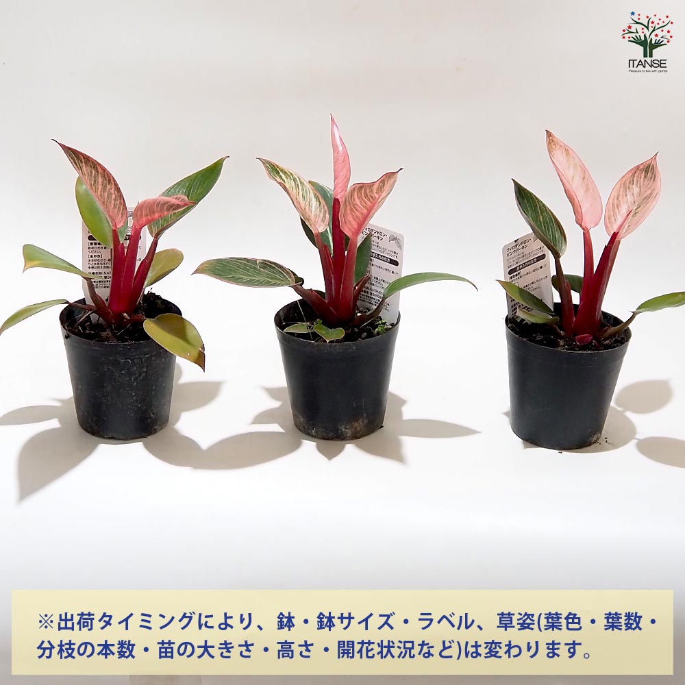 フィロデンドロン ピンクバーキン 【観葉植物 3号】｜ 【植物の