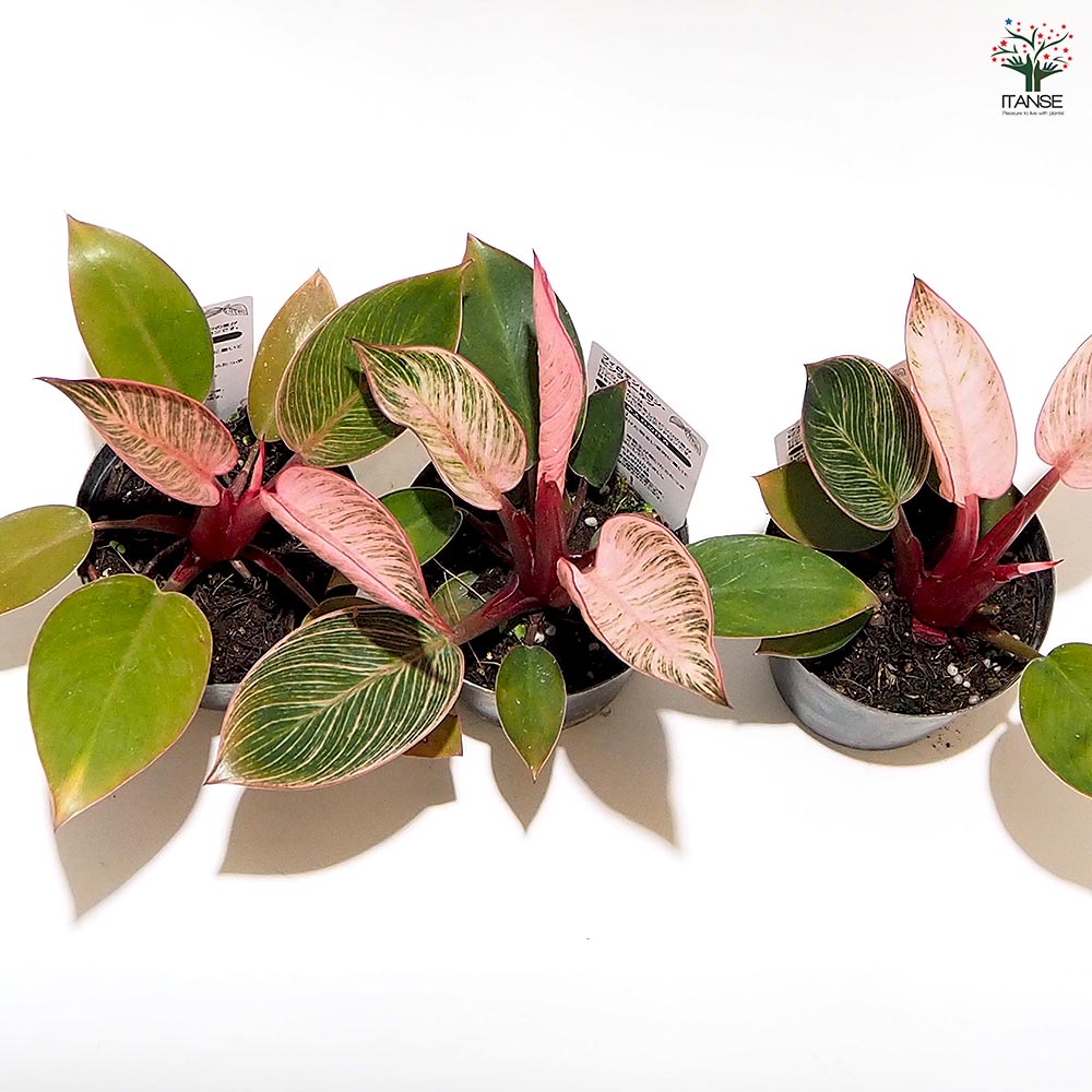 フィロデンドロン ピンクバーキン 【観葉植物 3号】｜ 【植物の