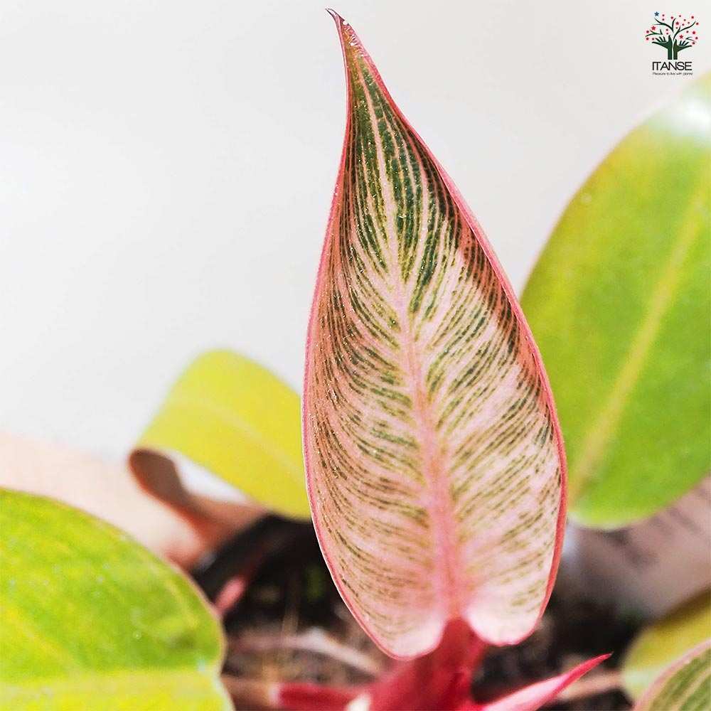 フィロデンドロン ピンクバーキン 【観葉植物 3号】｜ 【植物の