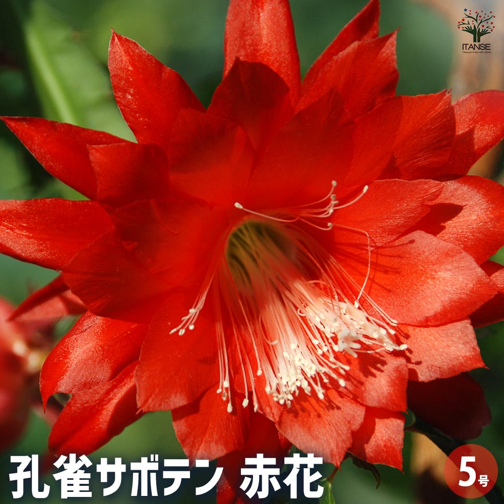 多肉植物 クジャクサボテン　花火 (挿し穂) 多肉植物 クジャクサボテン 花火 (挿し穂) 多肉植物 クジャクサボテン