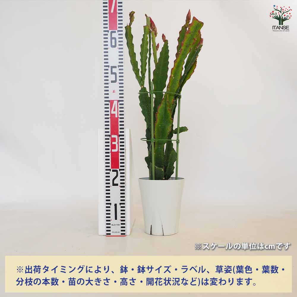 孔雀サボテン 赤 【多肉植物 5号／1個売り】｜ 【植物のITANSE