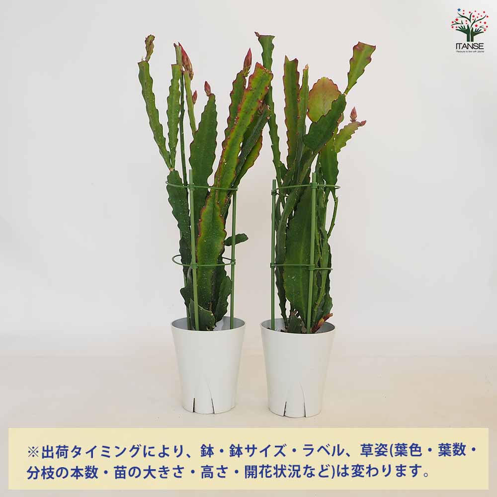 クジャクサボテン　変異種　大きめ Amazon.co.jp: クジャクサボテン 太陽/たいよう（5号）孔雀
