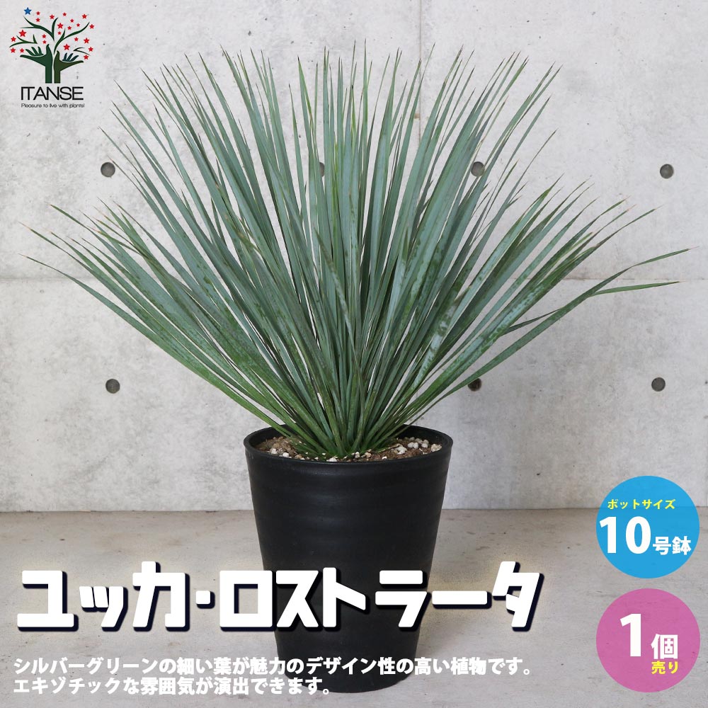 ユッカ・ロストラータ【観葉植物 10号鉢：リビングやオフィス向きサイズ／1個売り】