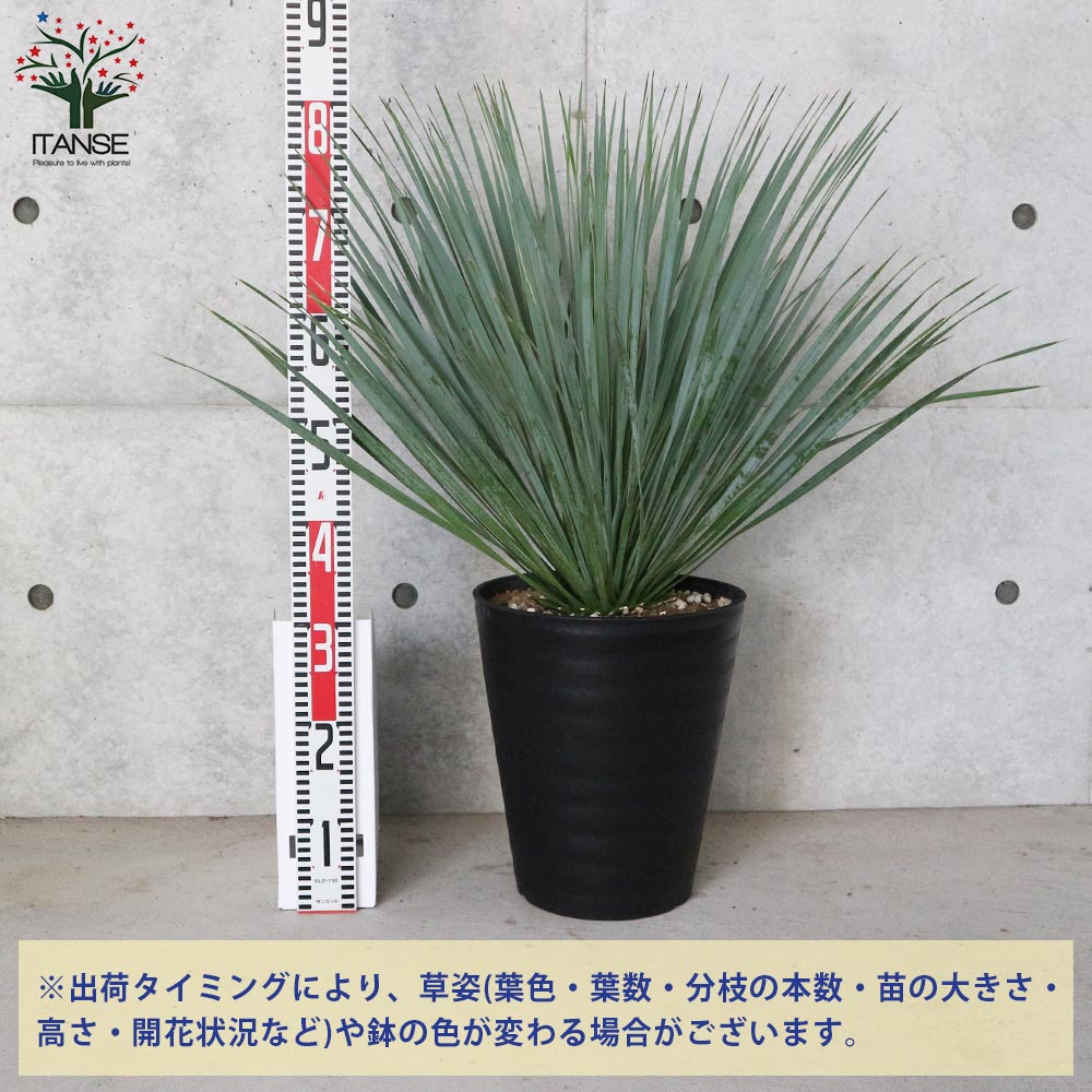 幹立 ロストラータ　ユッカ　７号　観葉植物 楽天市場】ユッカ ロストラータ 苗木 5号鉢【h14sotoni】 : 千草園芸