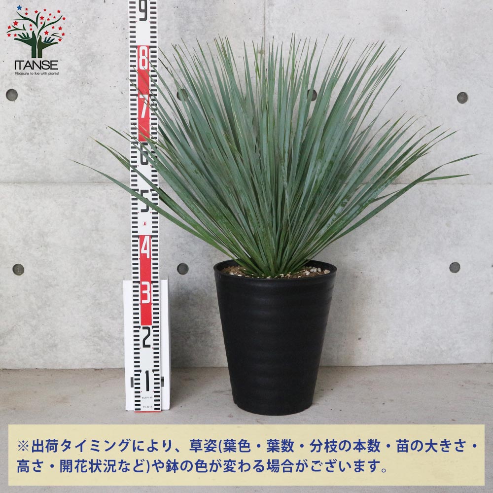 ユッカ・ロストラータ【観葉植物 10号鉢：リビングやオフィス向きサイズ／1個売り】