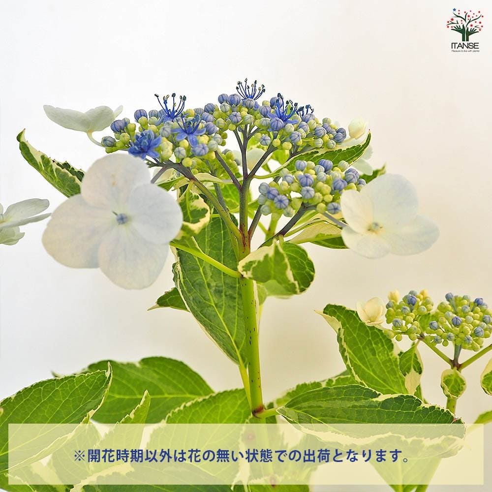める 輸入アジサイ 苗 3種 アジサイ あつみ絞り 【花木苗 3号】｜ 【植物のITANSE】全品