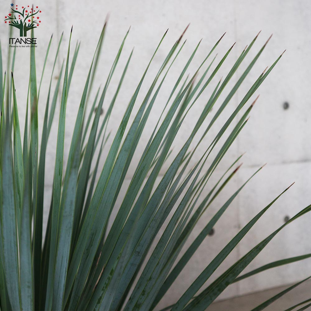 ユッカ・ロストラータ【観葉植物 10号鉢：リビングやオフィス向きサイズ／1個売り】