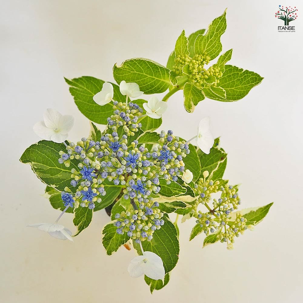 恋路ヶ浜 アジサイ close-up アジサイ 恋路ヶ浜 花木苗 3号 植物の