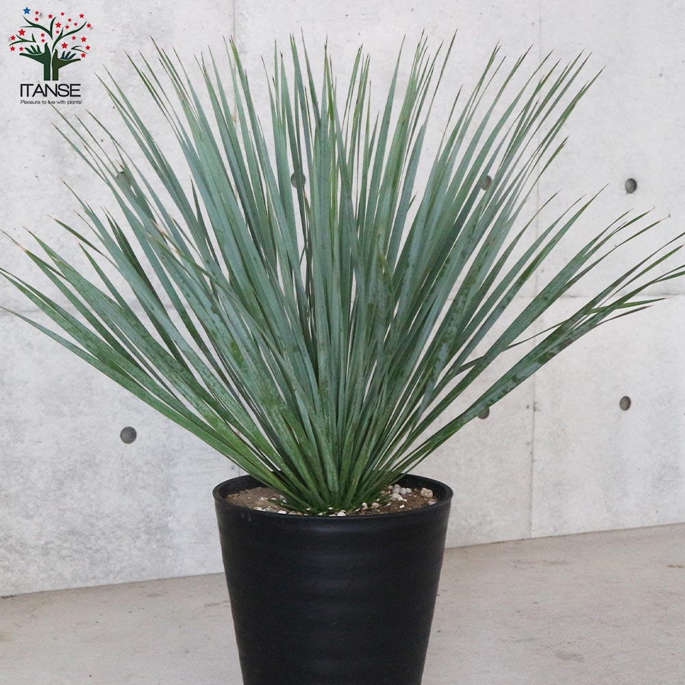 ユッカ・ロストラータ【観葉植物 10号鉢：リビングやオフィス向きサイズ／1個売り】