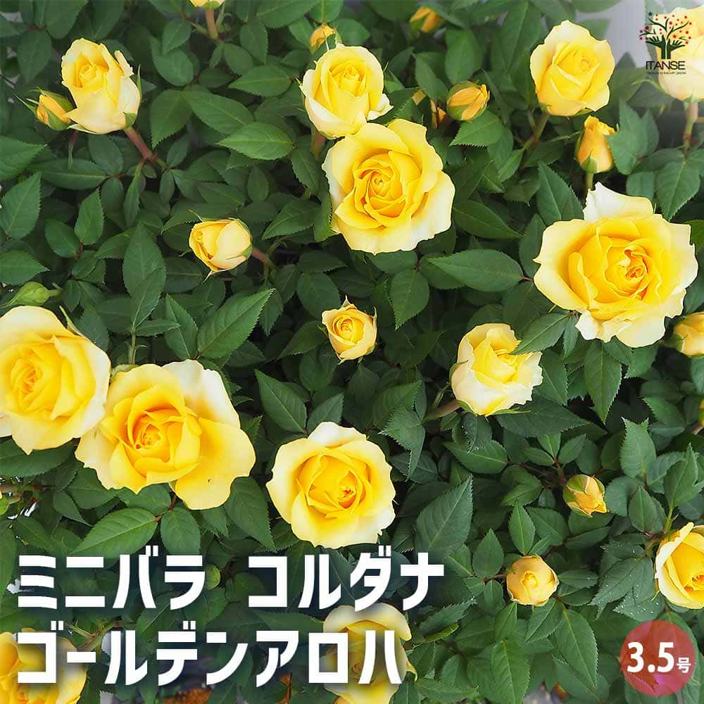 ミニ薔薇 コルダナ ゴールデンアロハ 【花木苗 3.5号】｜ 【植物の
