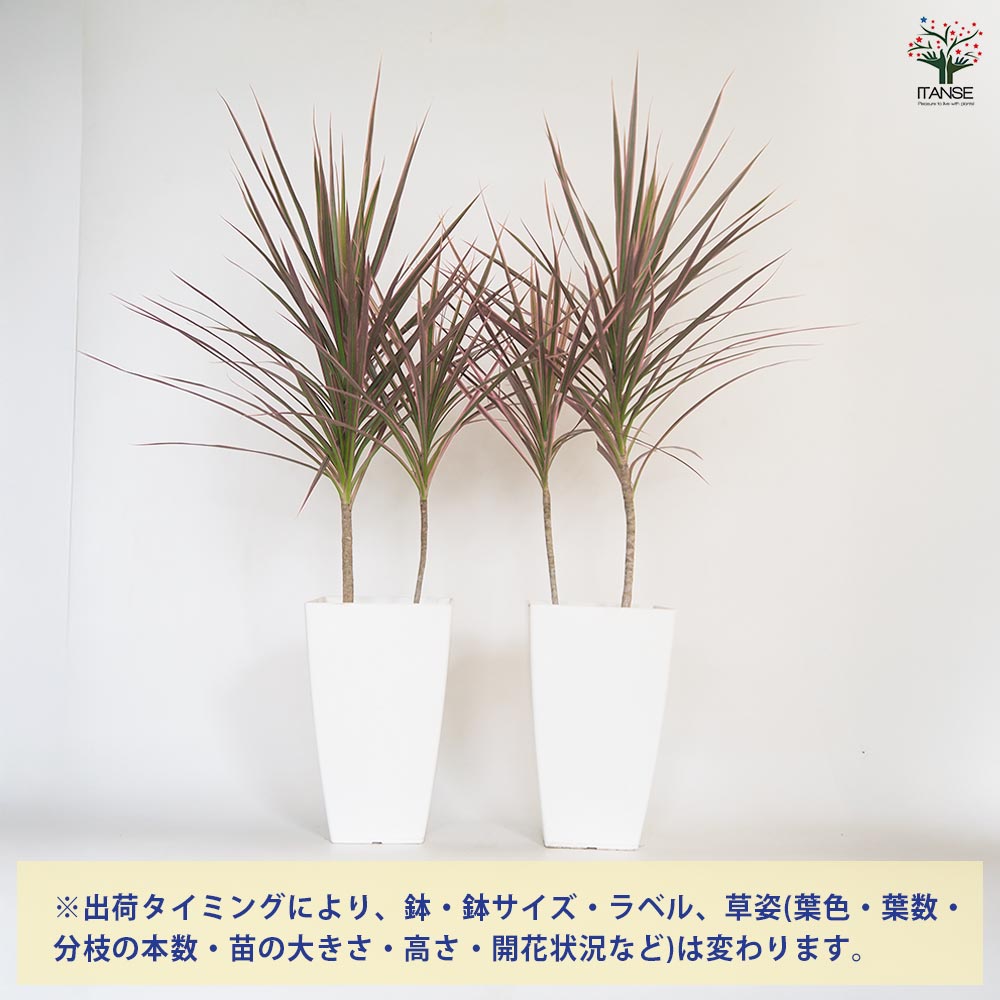 ドラセナ コンシンネ レインボー 【観葉植物 7号／1個売り