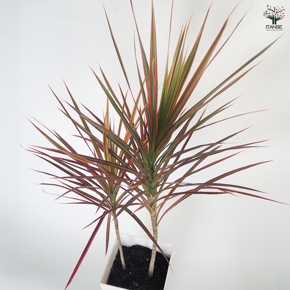 ドラセナ コンシンネ レインボー 【観葉植物 7号／1個売り】