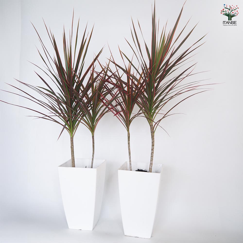 ドラセナ コンシンネ レインボー 【観葉植物 7号／1個売り】