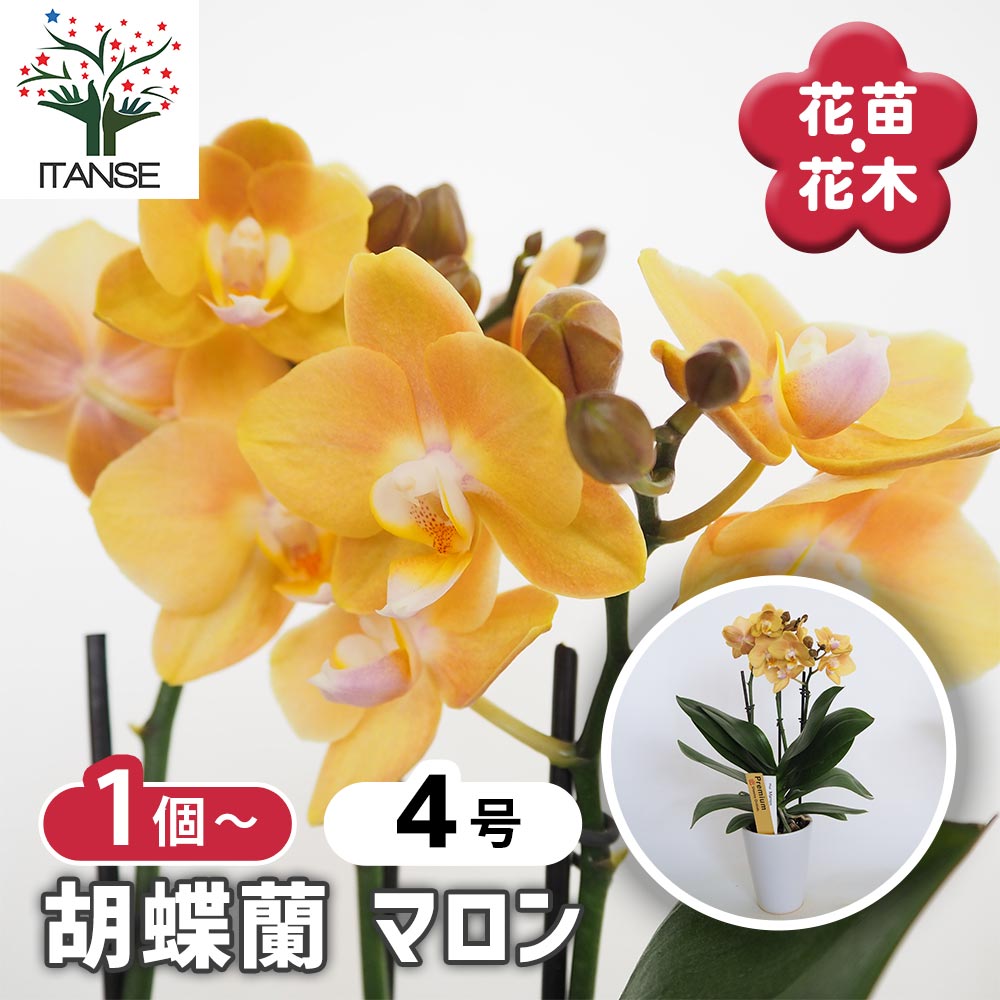 胡蝶蘭 マロン 【花苗 4号／1個売り】｜ 【植物のITANSE