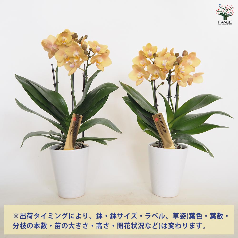 胡蝶蘭 マロン 【花苗 4号／1個売り】｜ 【植物のITANSE】全品