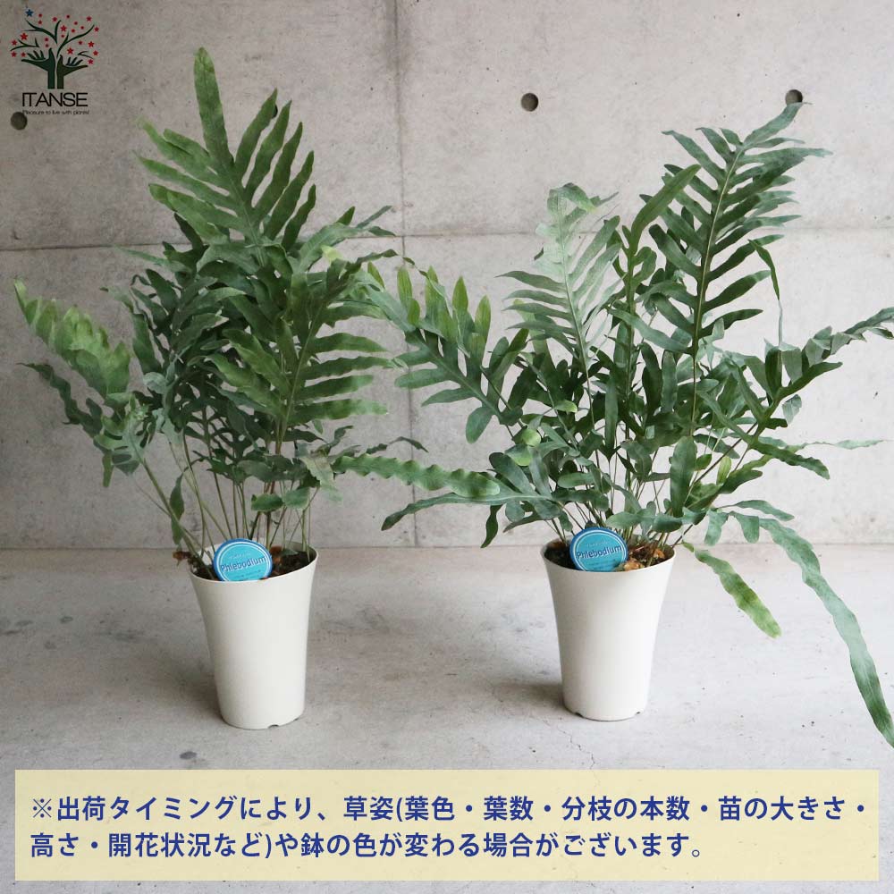 フレボディウム・ブルースター【観葉植物 多肉植物／1個売り