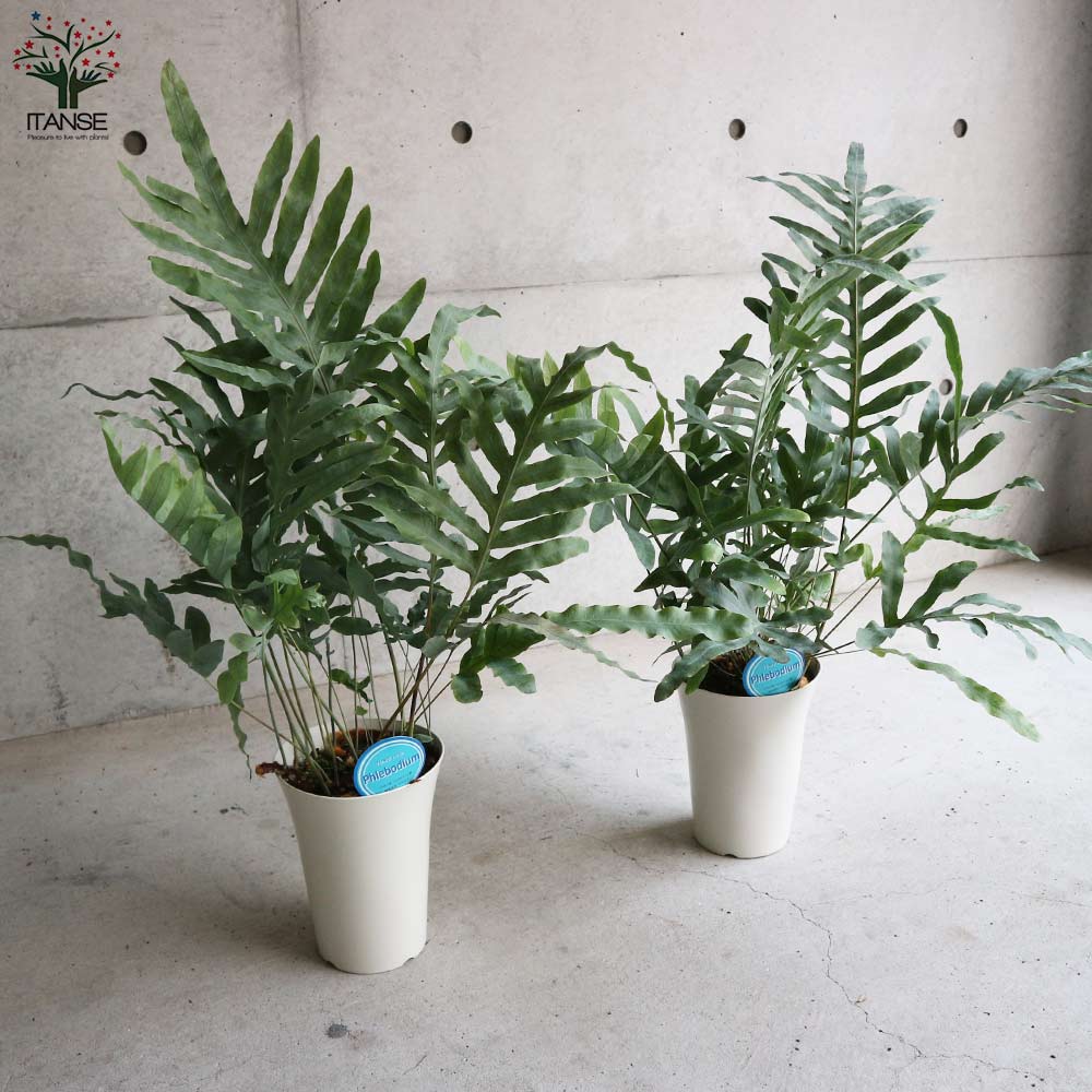 フレボディウム・ブルースター【観葉植物 多肉植物／1個売り