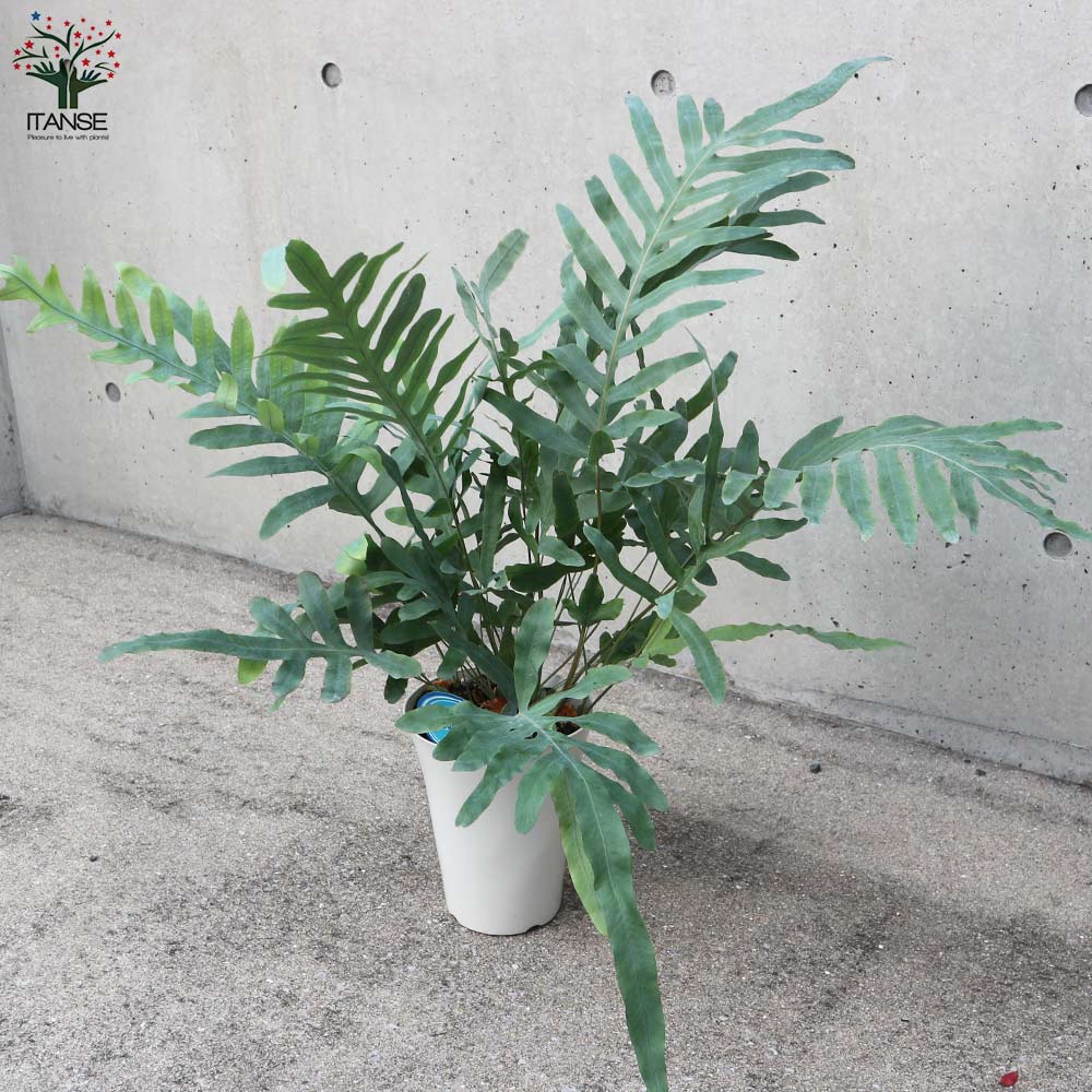 フレボディウム・ブルースター【観葉植物 多肉植物／1個売り