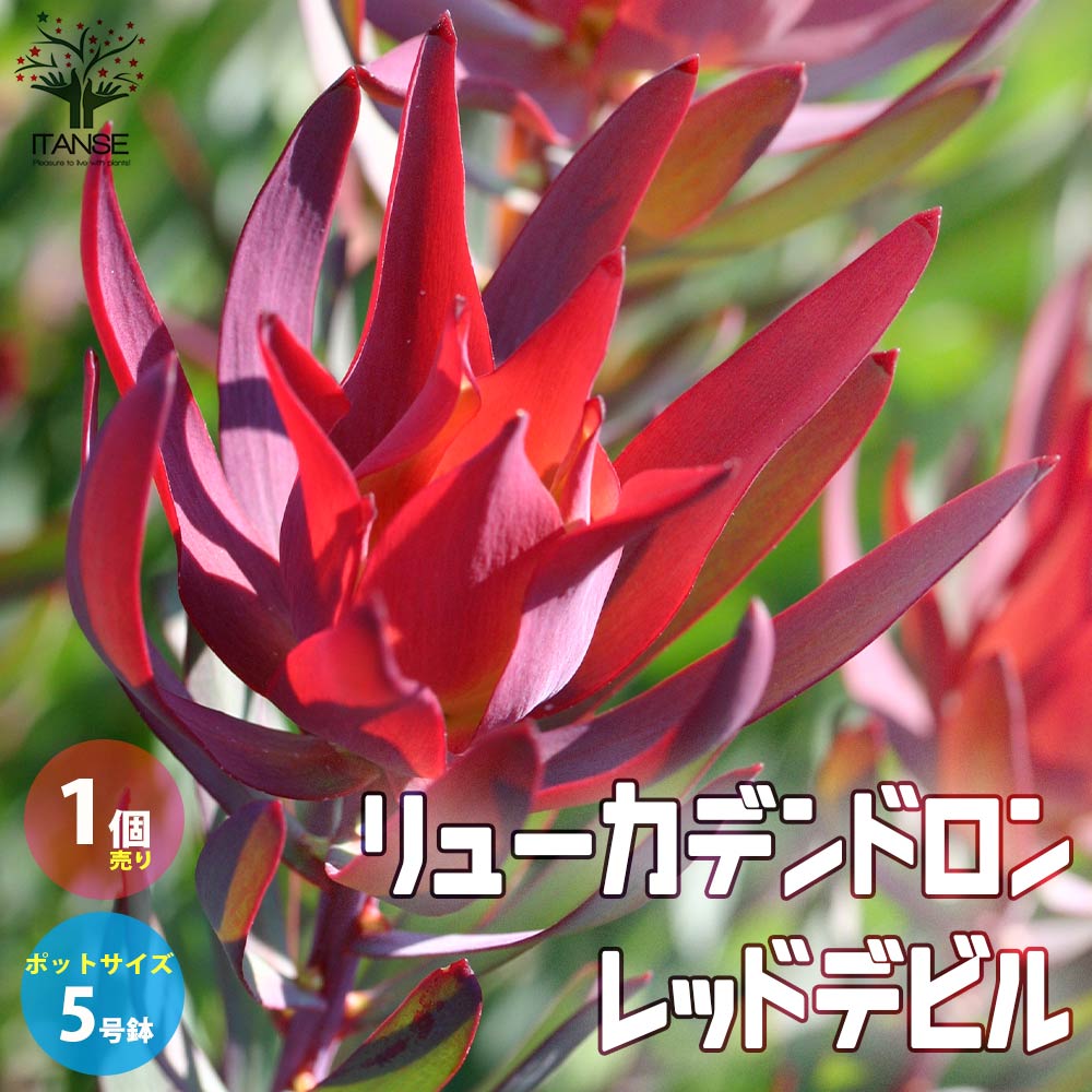 リューカデンドロン・レッドデビル【庭木 5号ポット／1個売り】
