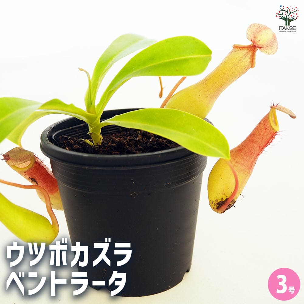 食虫植物 ウツボカズラ ベントラータ 【観葉植物 3号／1個売り