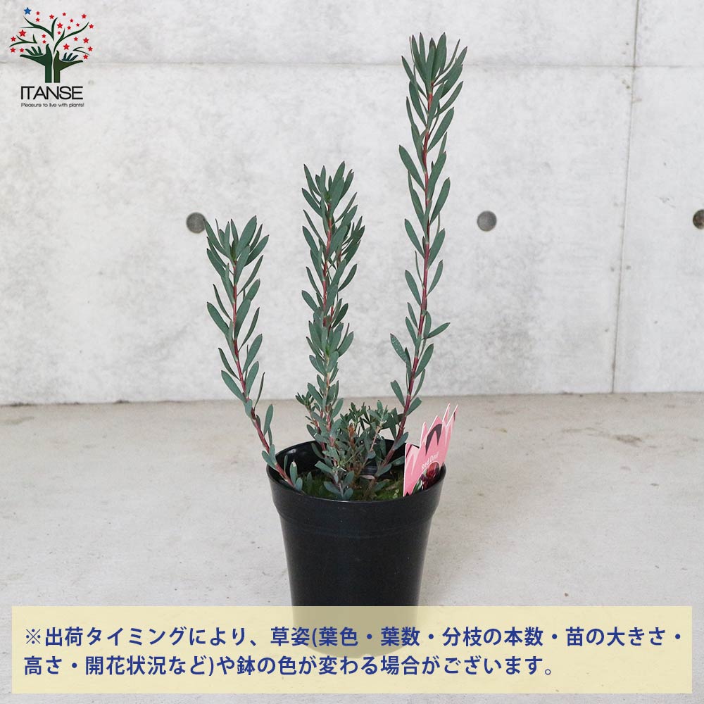 リューカデンドロン・レッドデビル【庭木 5号ポット／1個売り】