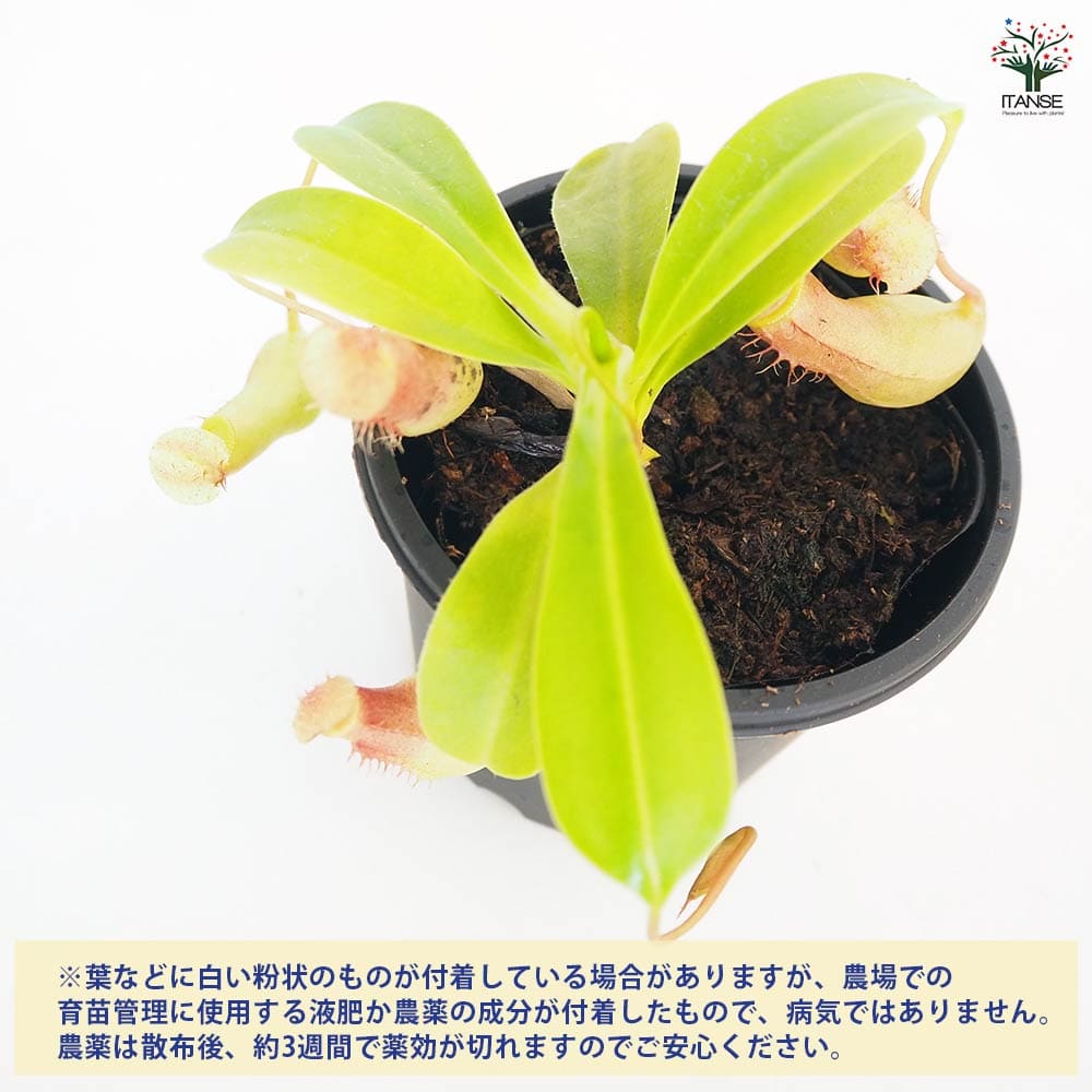 食虫植物 ウツボカズラ ベントラータ 【観葉植物 3号/1個売り】