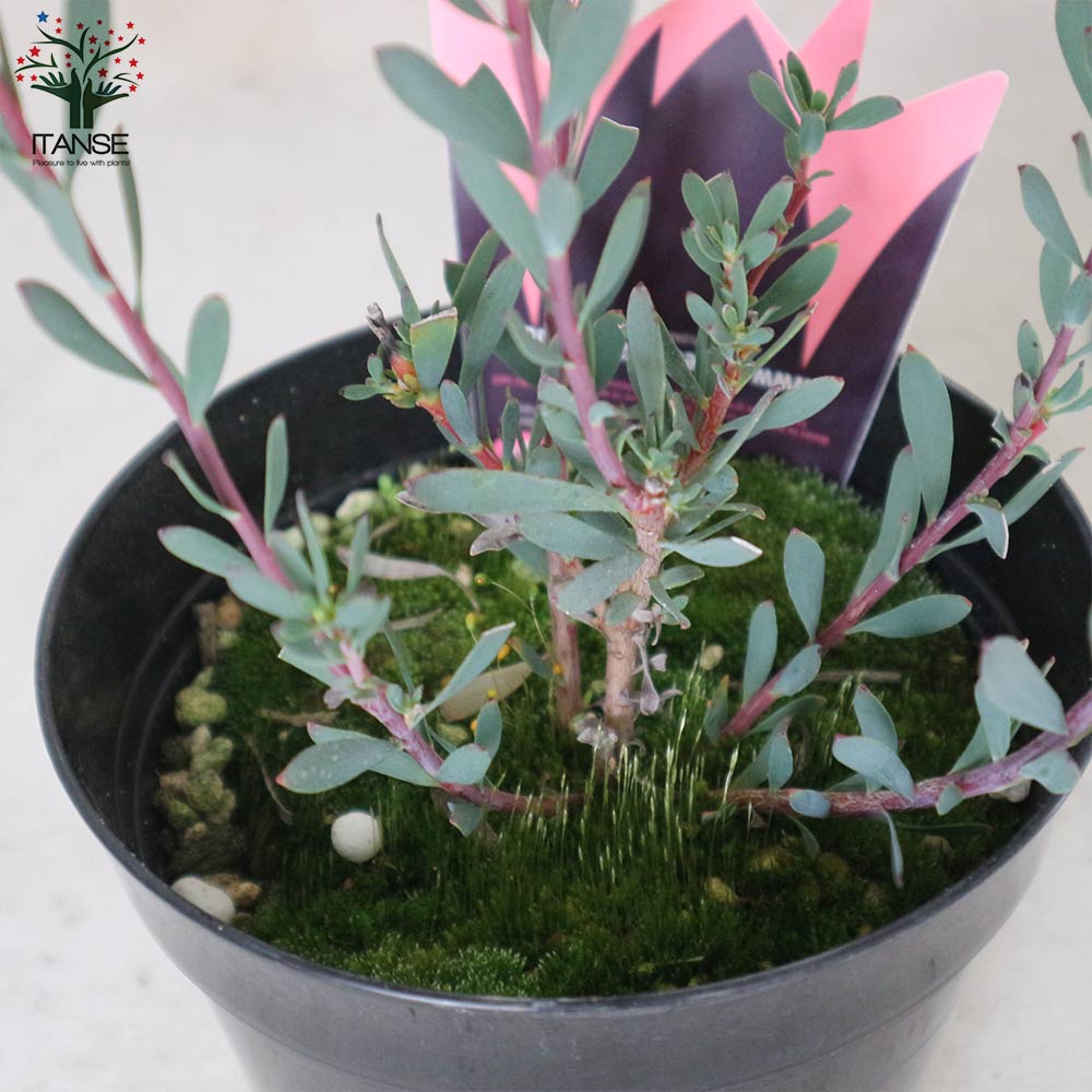 リューカデンドロン・レッドデビル【庭木 5号ポット／1個売り