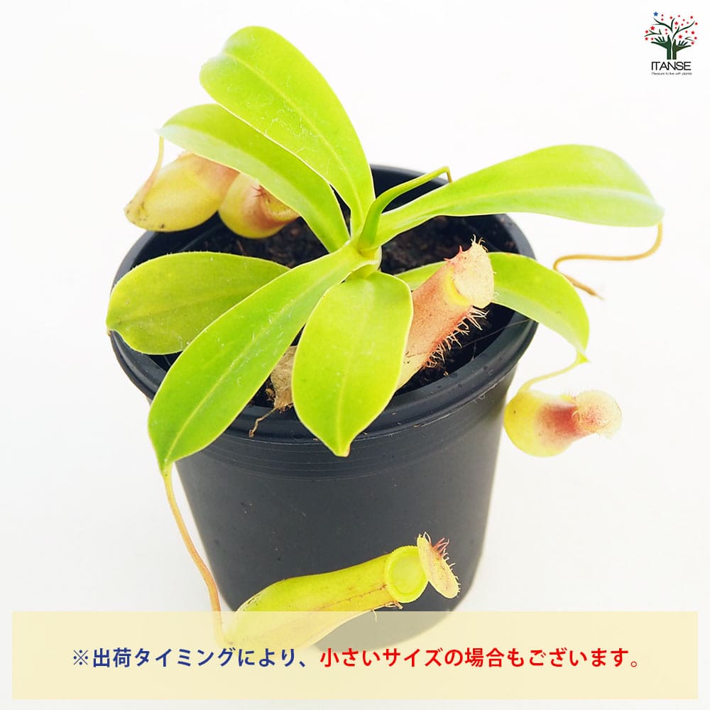 食虫植物 ウツボカズラ ベントラータ 【観葉植物 3号/1個売り】