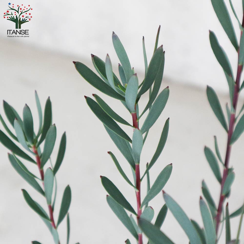 リューカデンドロン・レッドデビル【庭木 5号ポット／1個売り】