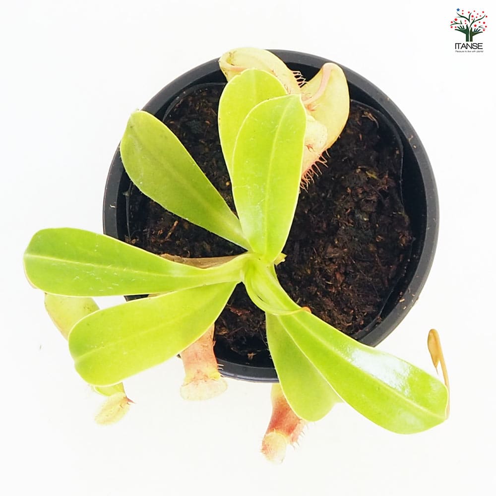 食虫植物 ウツボカズラ ベントラータ 【観葉植物 3号/1個売り】