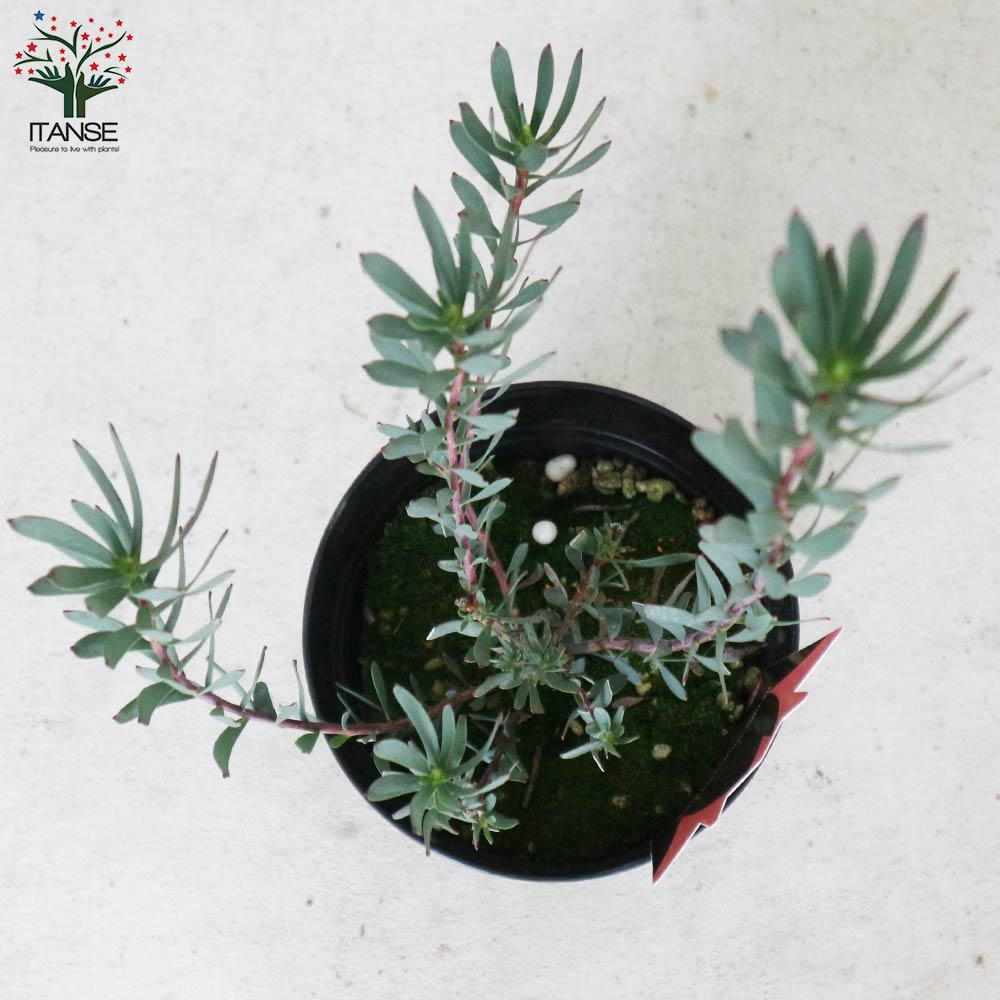 リューカデンドロン・レッドデビル【庭木 5号ポット／1個売り】