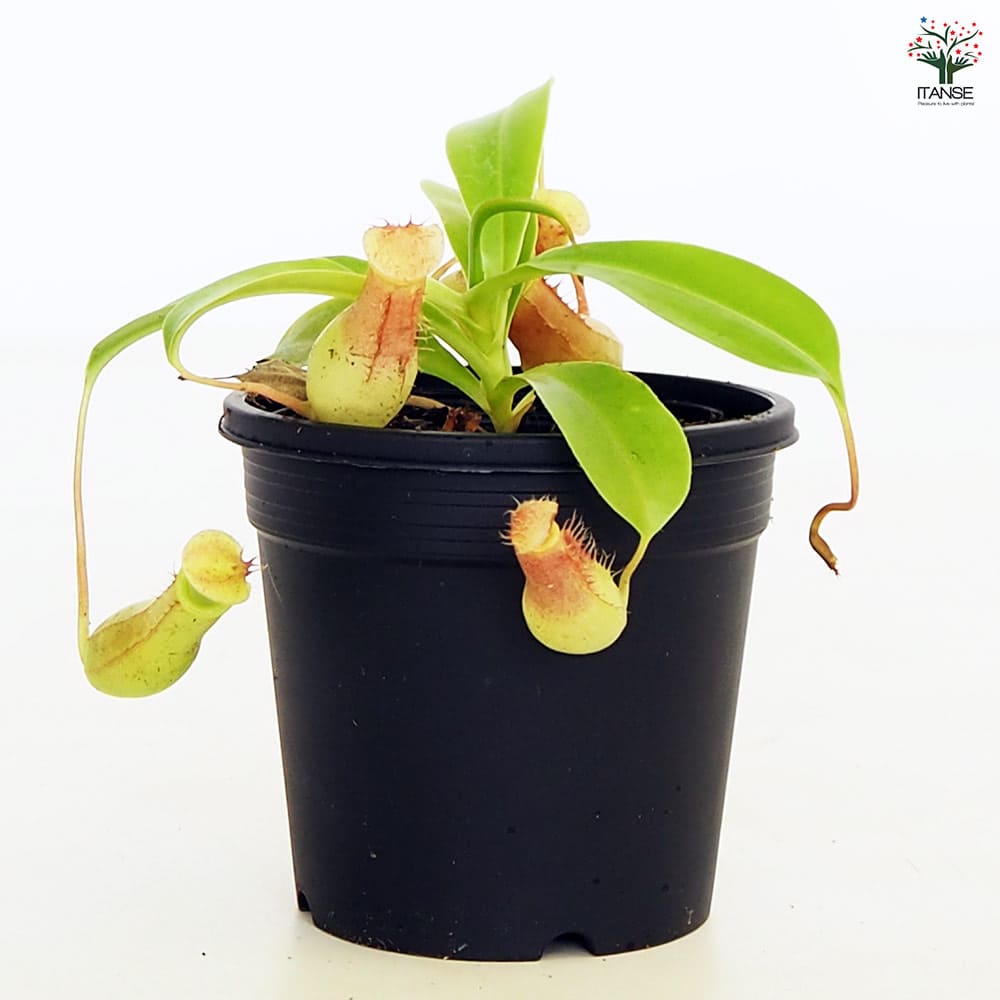 食虫植物 ウツボカズラ ベントラータ 【観葉植物 3号/1個売り】