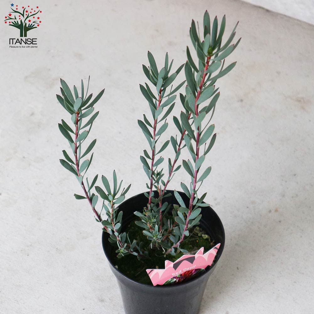 リューカデンドロン・レッドデビル【庭木 5号ポット／1個売り】