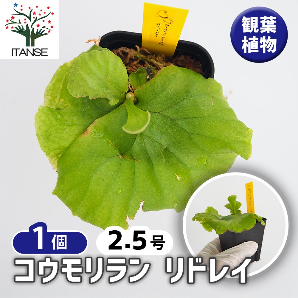 コウモリラン リドレイ 【観葉植物 2.5号／1個売り】