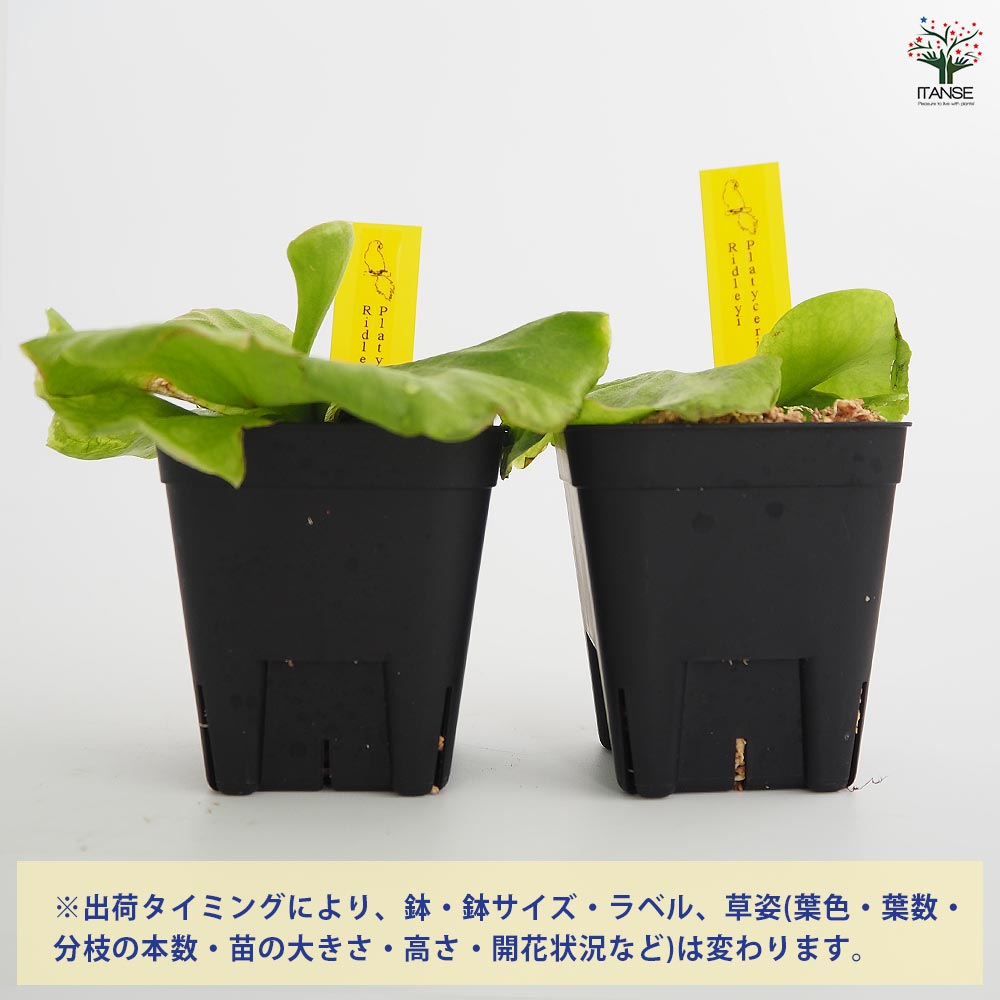 コウモリラン リドレイ 【観葉植物 2.5号／1個売り】