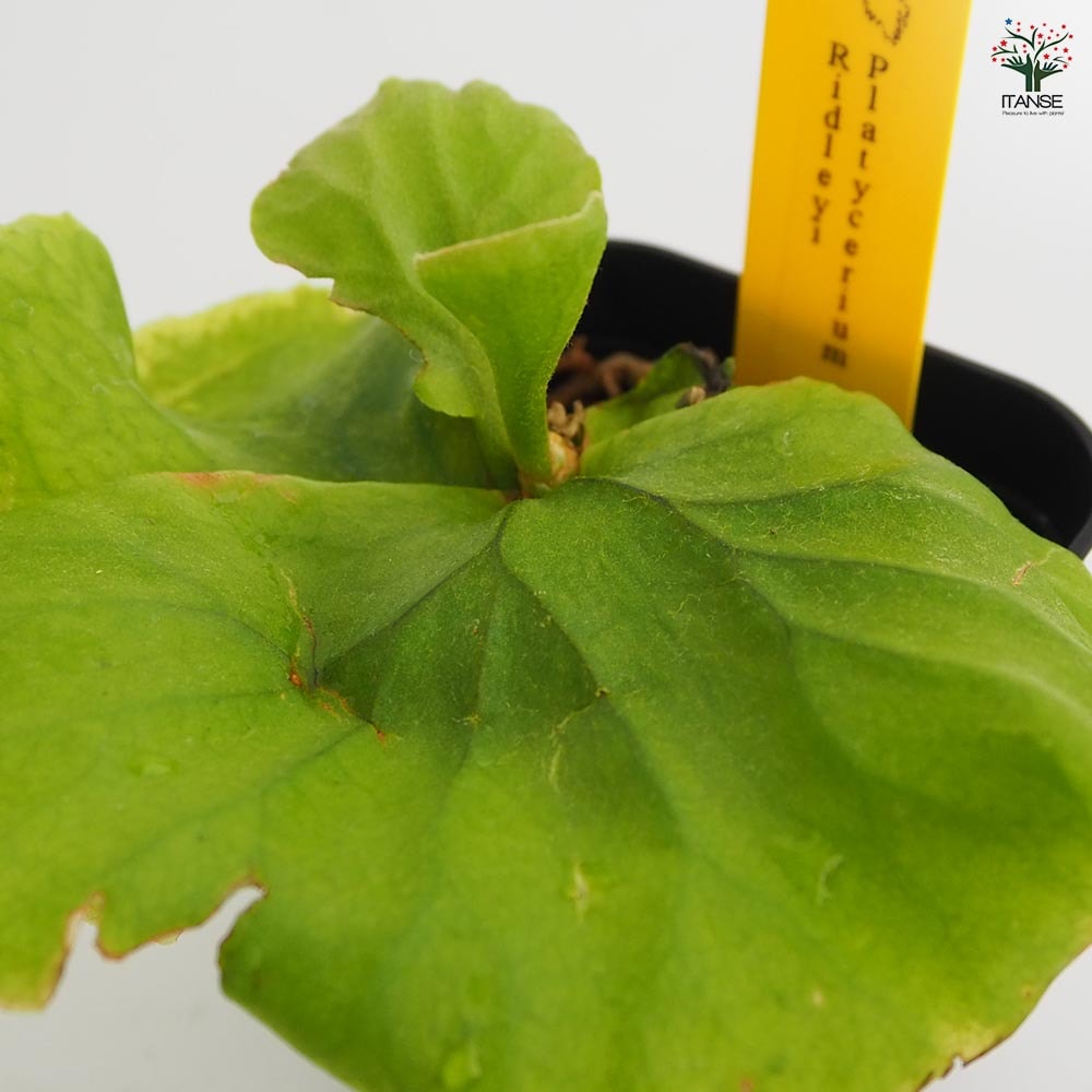 コウモリラン リドレイ 【観葉植物 2.5号／1個売り】