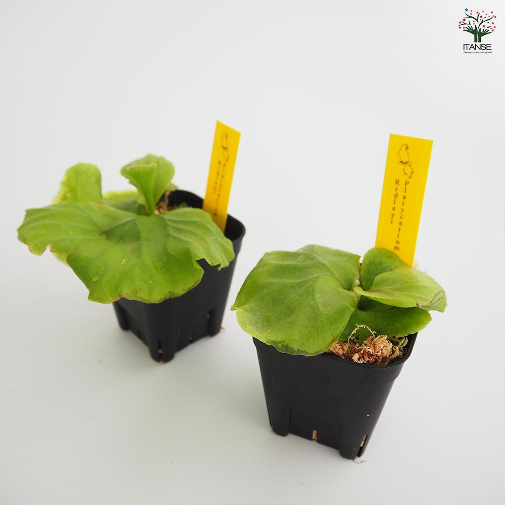 コウモリラン リドレイ 【観葉植物 2.5号／1個売り】