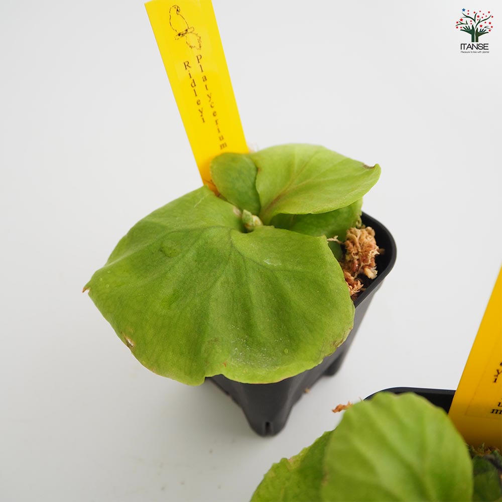 コウモリラン リドレイ 【観葉植物 2.5号／1個売り】